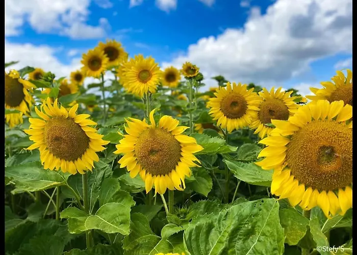 Maison Familiale Ecole Des Filles *